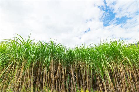 sugarfar|We Farm Sugarcane